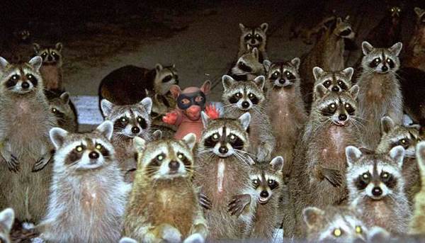Raccoons!.jpg
